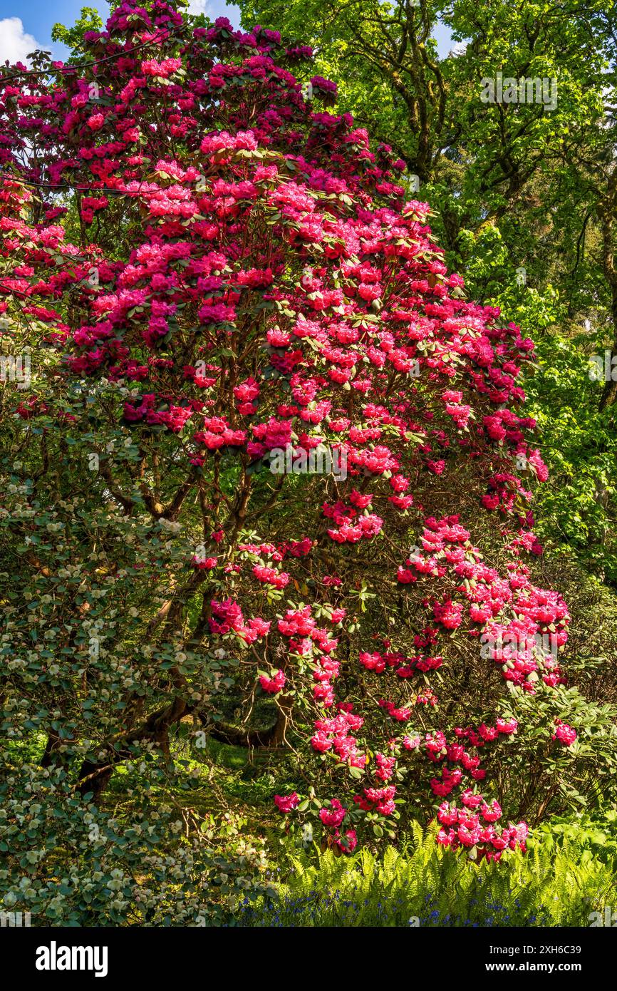 Scottish rhododendron hi-res stock photography and images - Alamy