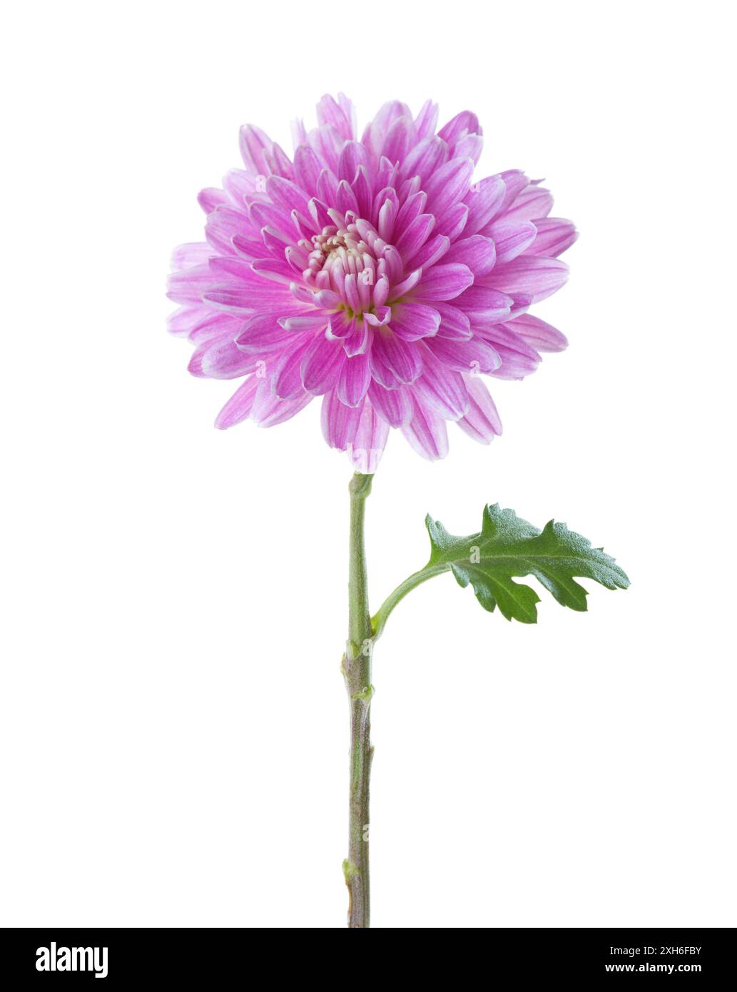 Chrysanthemum flower isolated on white background. Stock Photo