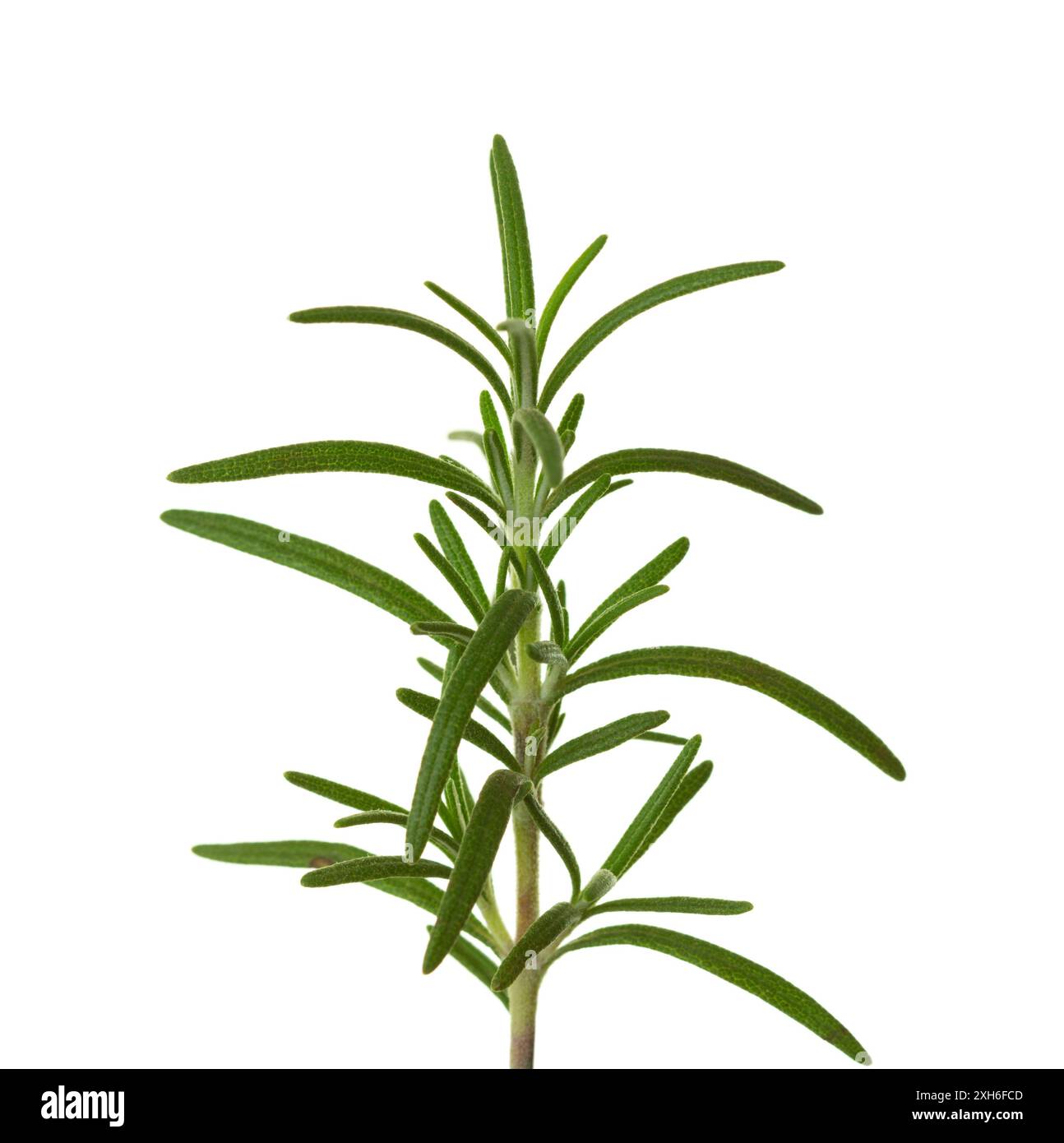 Fresh sprig of Rosemary isolated on white background Stock Photo