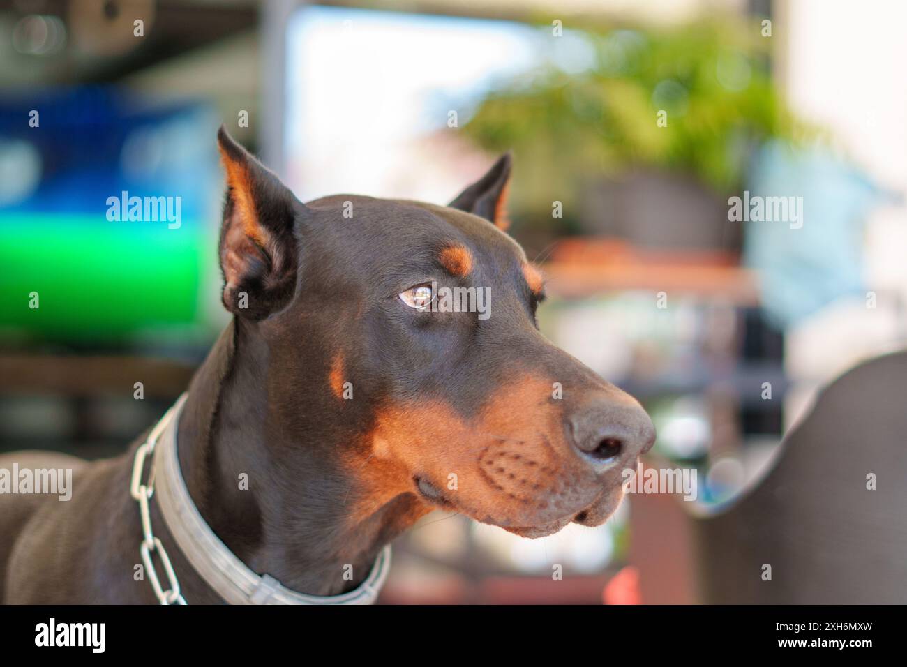 Doberman Pinscher: The Brave, Loyal Protector and Companion, image size:1300x956
