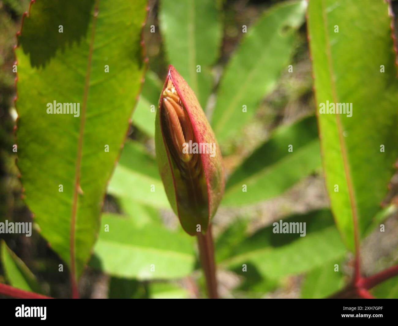 Cunonia capensis hi-res stock photography and images - Alamy