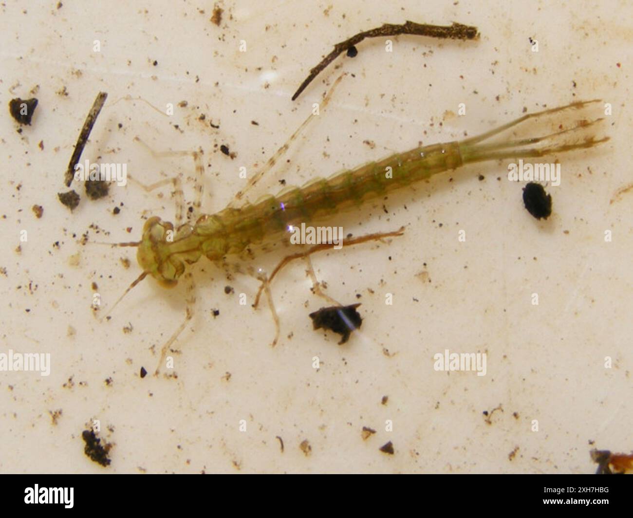 Sprites (Pseudagrion) Viskuile, Highveld Ridge: Viskuile River, north ...
