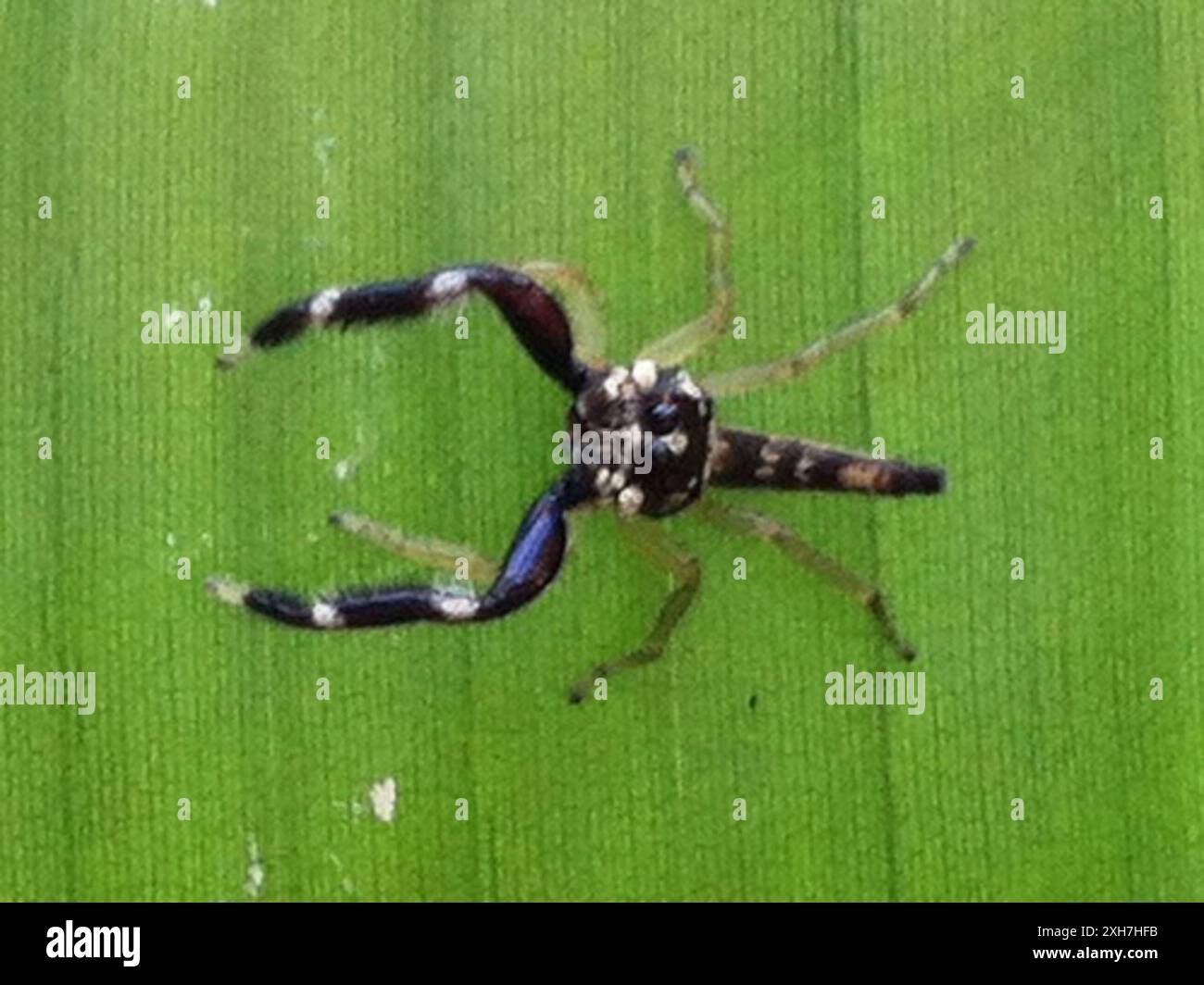 (Bavia capistrata) Palawan, Philippines Stock Photo Alamy