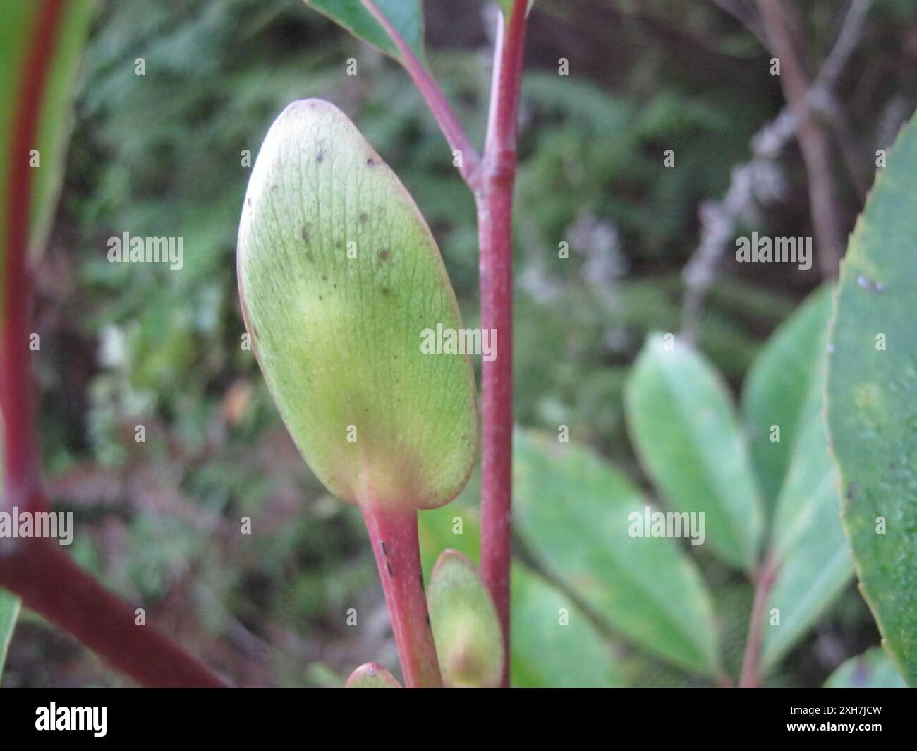 Cunonia capensis hi-res stock photography and images - Alamy