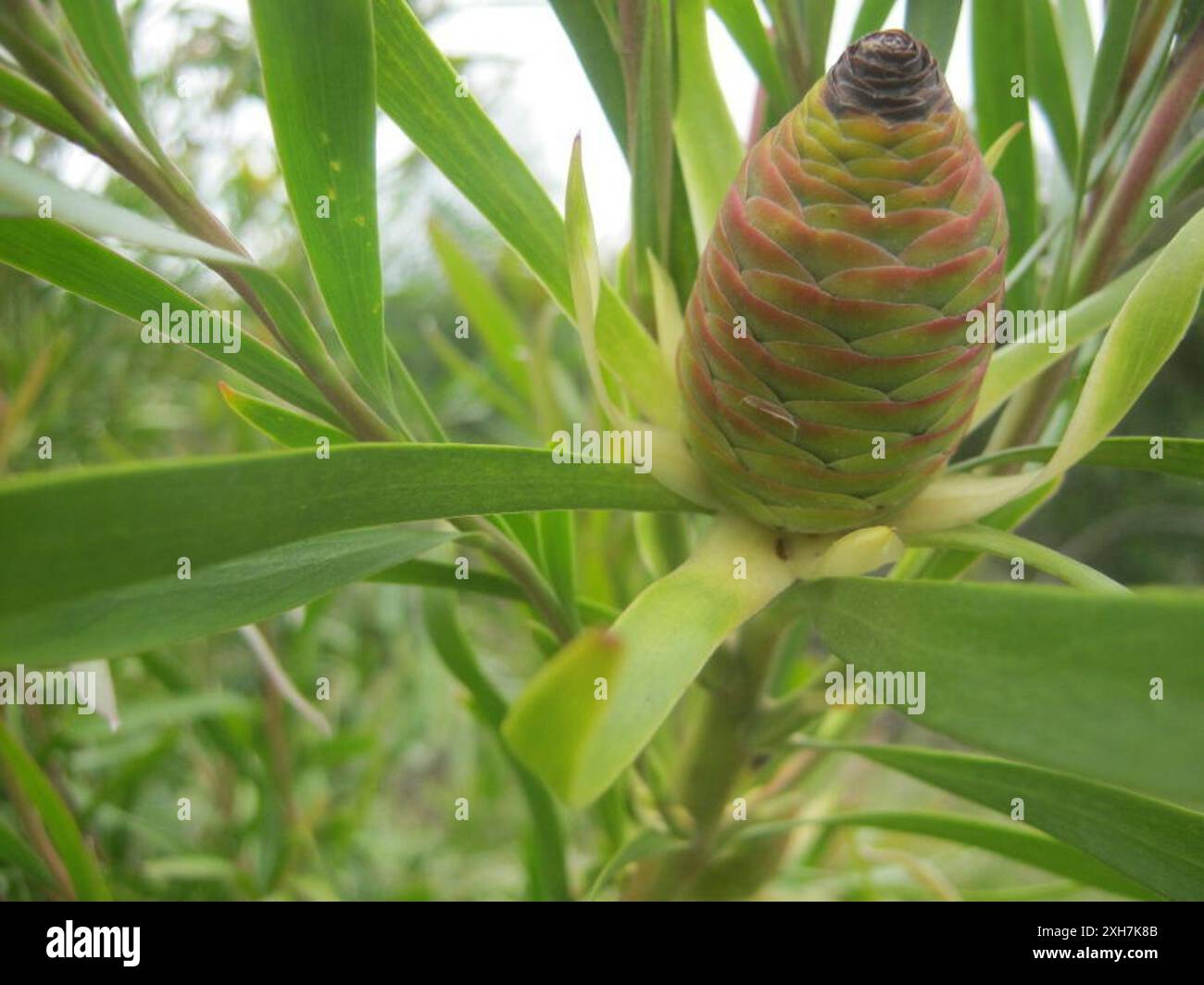 Gumleaf Conebush (Leucadendron eucalyptifolium) Dune Molerat Reserve ...
