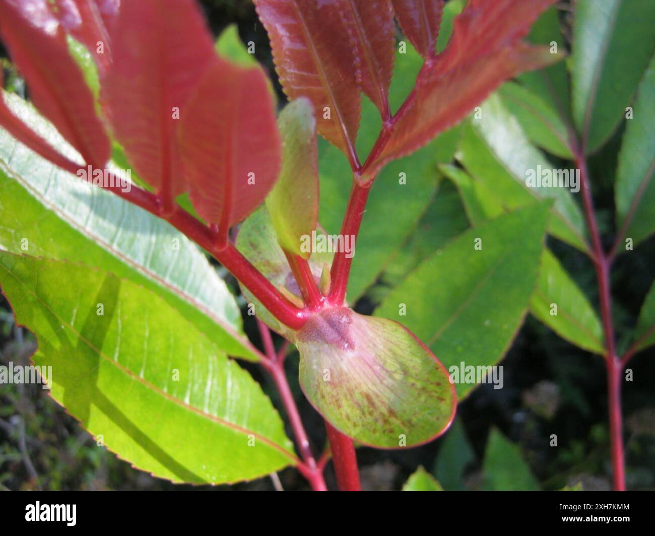 butterspoon tree (Cunonia capensis) Tonnelbos in the Outeniquas Stock Photo