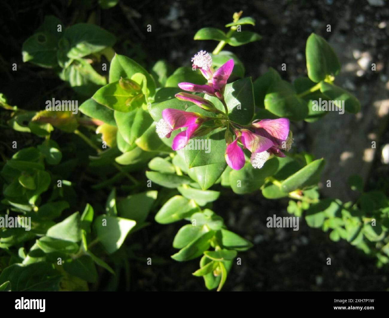 Heartleaf Falsepea (Polygala fruticosa) Kranshoek Stock Photo - Alamy