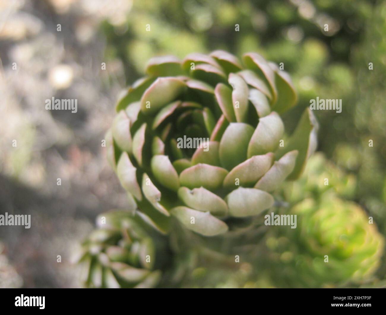 Conebushes (Leucadendron) Jeep track below Baileys Peak Stock Photo
