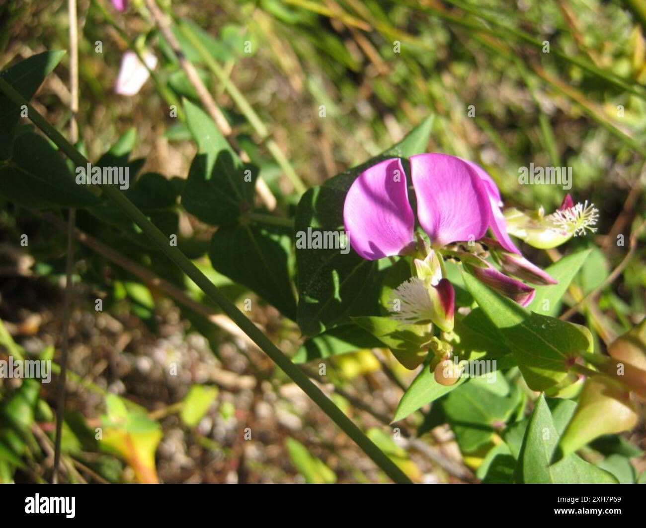 Heartleaf Falsepea (Polygala fruticosa) Strawberry Hill: At the ...