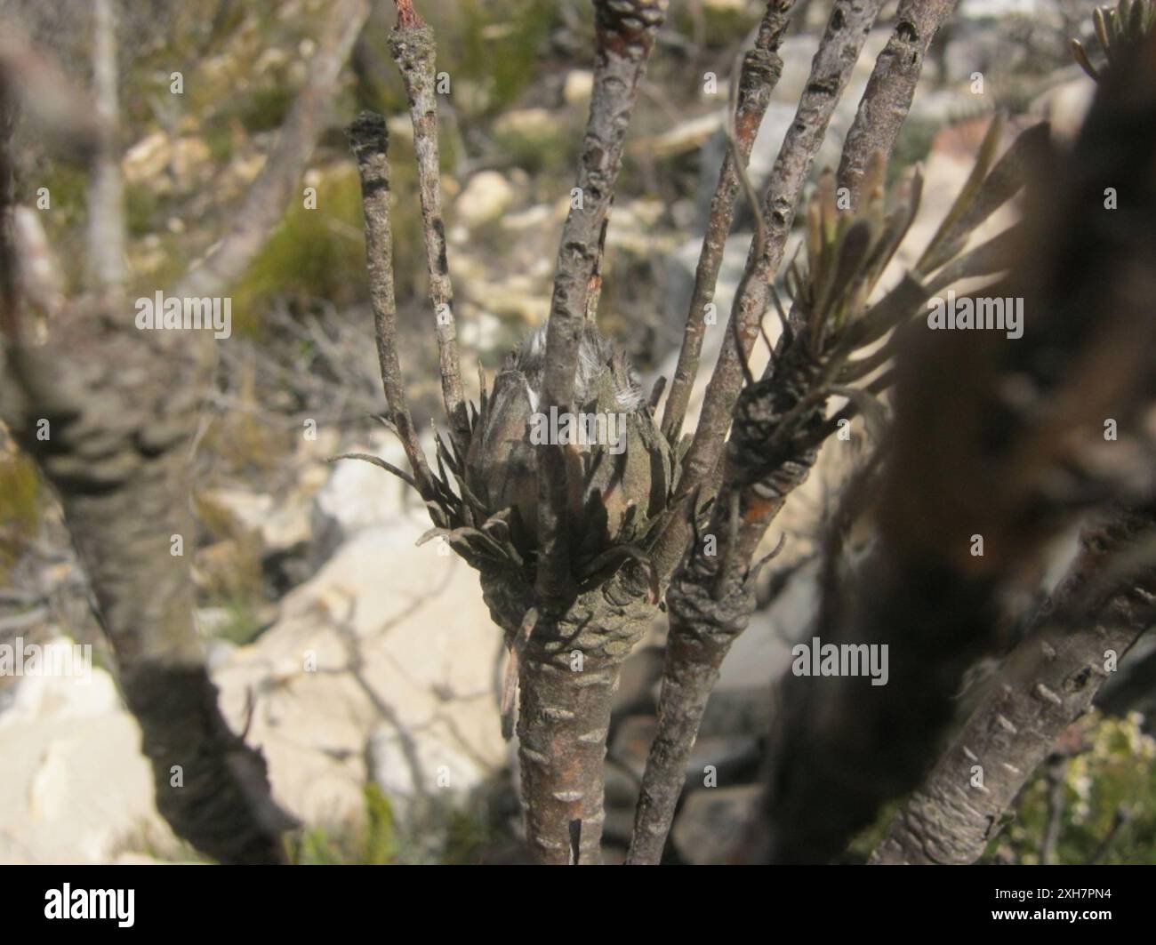 Conebushes (Leucadendron) Jeep track below Baileys Peak Stock Photo