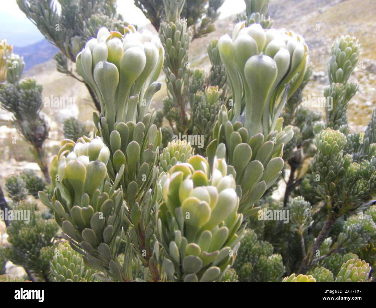 Conebushes (Leucadendron) Baileys Peak in the Gamka Nature Reserve Stock Photo