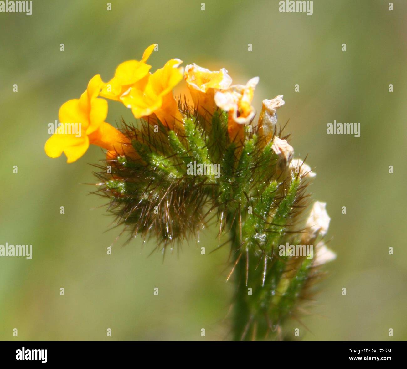 Common Fiddleneck (Amsinckia menziesii) Fire Ln, Redwood City ...