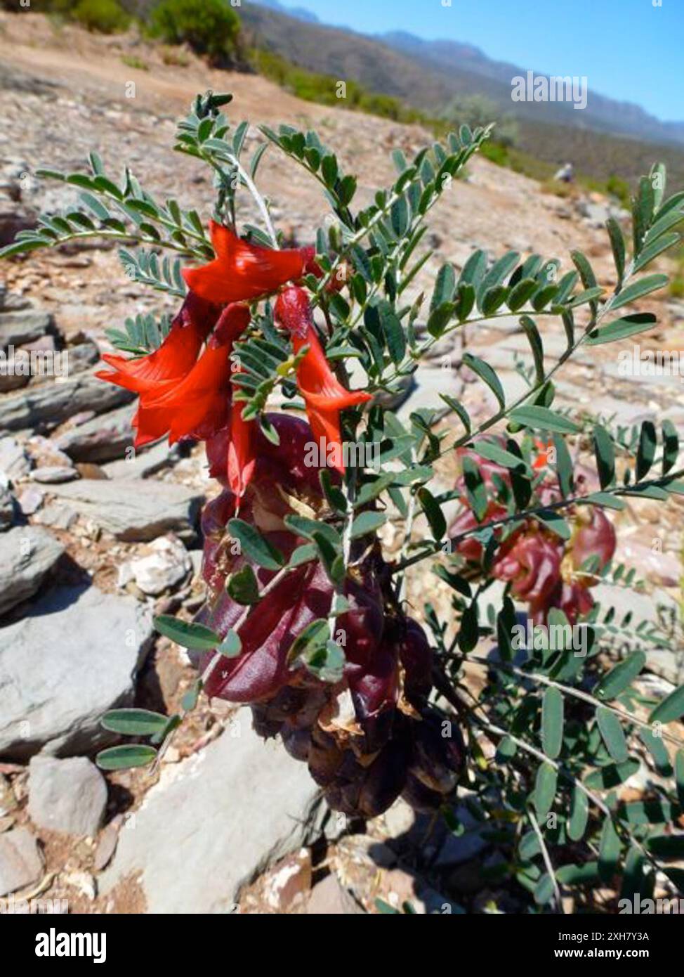 cancer bush (Lessertia frutescens) , Min Water: Min Water in the Little ...