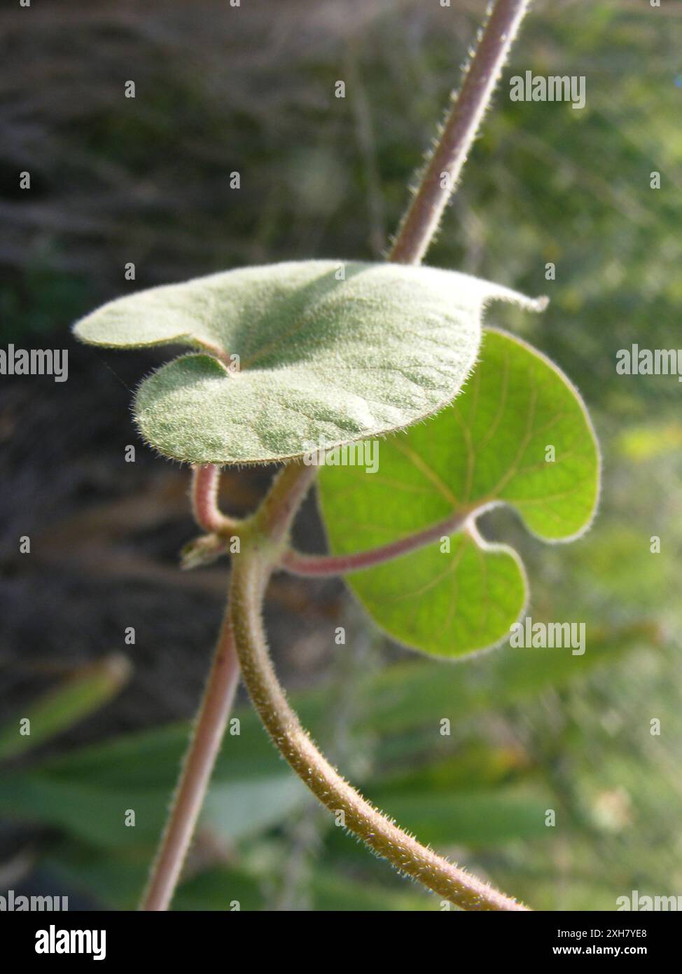 Daemia Trellis Vine (Pergularia daemia daemia) A 3, Ghanzi: Thakadu reserve ...