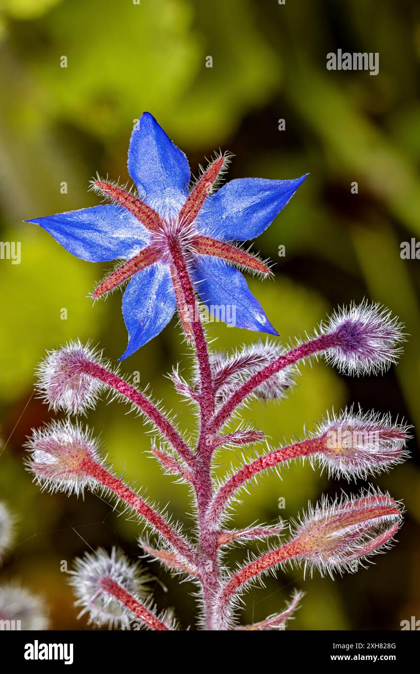 The blossom of a Cucumber Herb Stock Photo