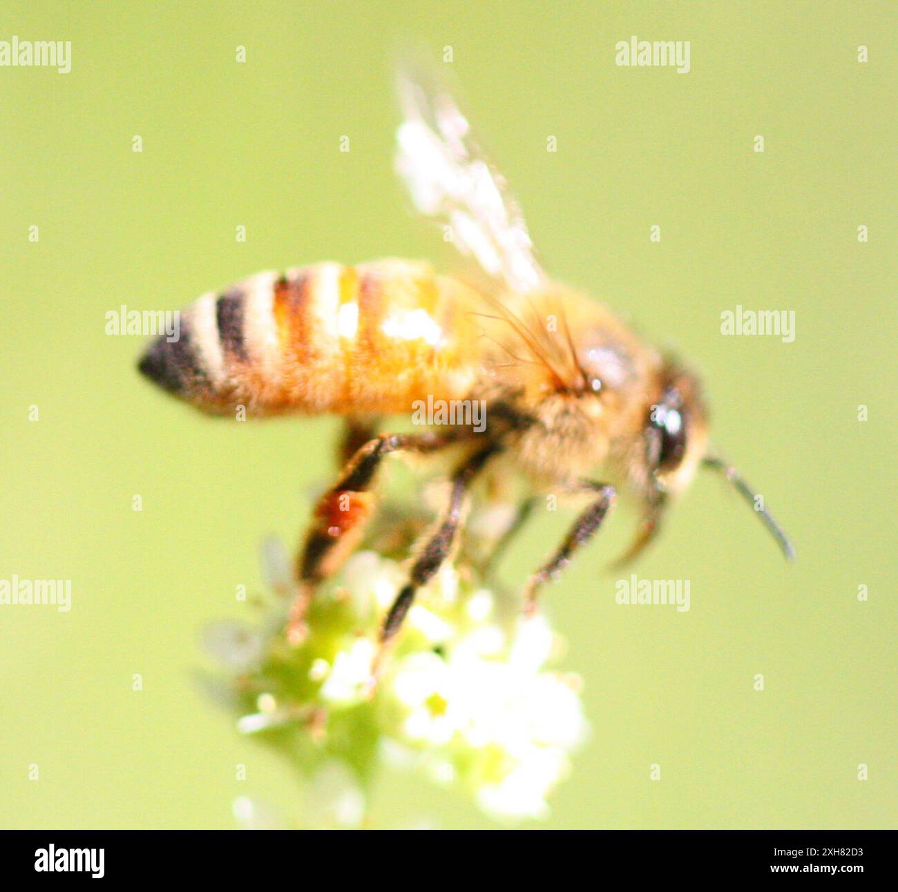Western Honey Bee (Apis mellifera) sagehen creek fieldstation Stock ...