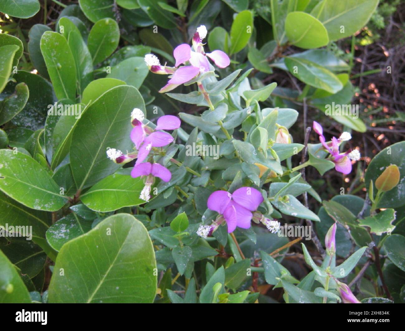 Heartleaf Falsepea (Polygala fruticosa) Kranshoek Stock Photo - Alamy