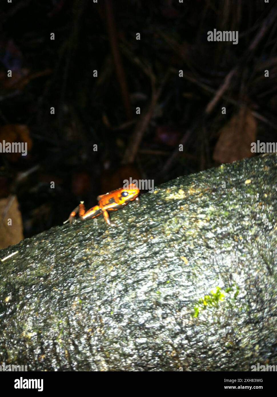 Cassidy s Poison Dart Frog Andinobates Cassidyhornae Stock Photo Alamy cassidy-s-poison-dart-frog-andinobates-cassidyhornae-stock-photo-alamy