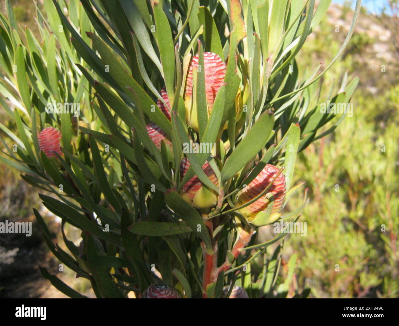 Gumleaf Conebush (Leucadendron eucalyptifolium) Liggies Trail Groot ...
