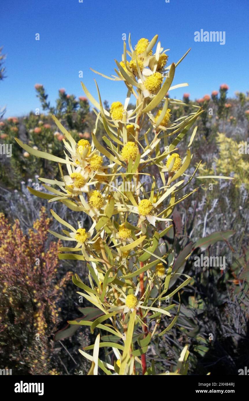 Gumleaf Conebush (Leucadendron eucalyptifolium) Rooiberg in the Gamka ...