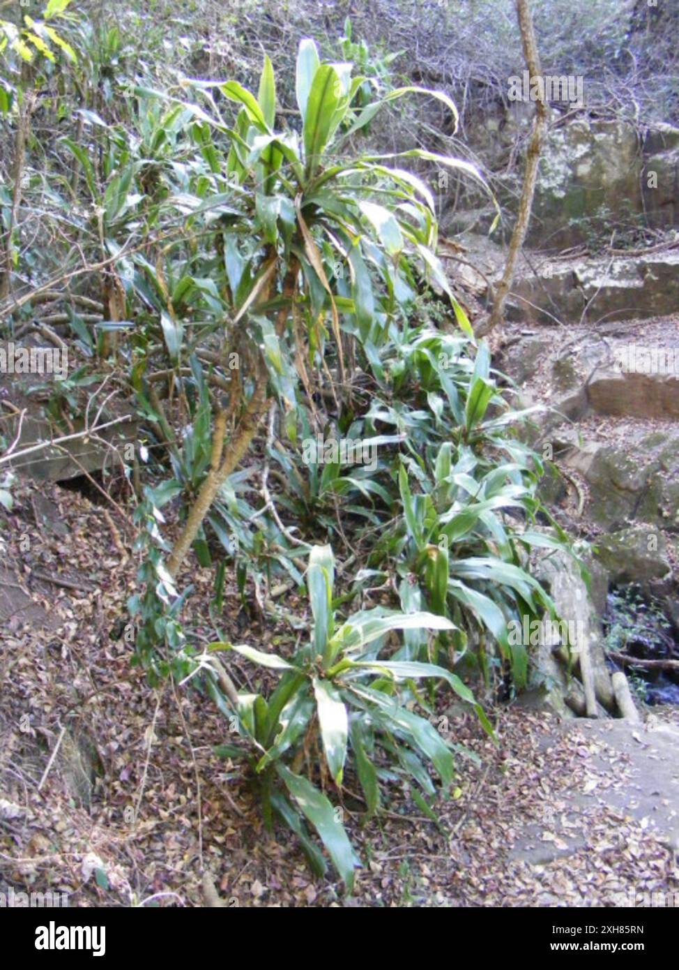 Dracaena aletriformis hi-res stock photography and images - Alamy