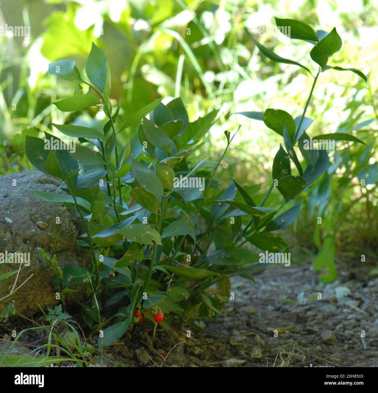 Spanish Butcher's-broom (Ruscus hypophyllum) Gibraltar, Gibraltar Stock ...