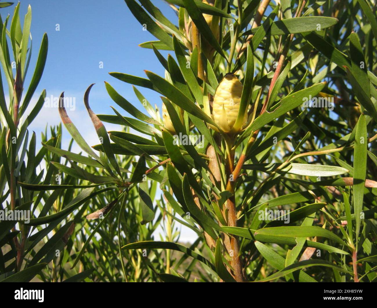 Gumleaf Conebush (Leucadendron eucalyptifolium) Dune Molerat Reserve ...