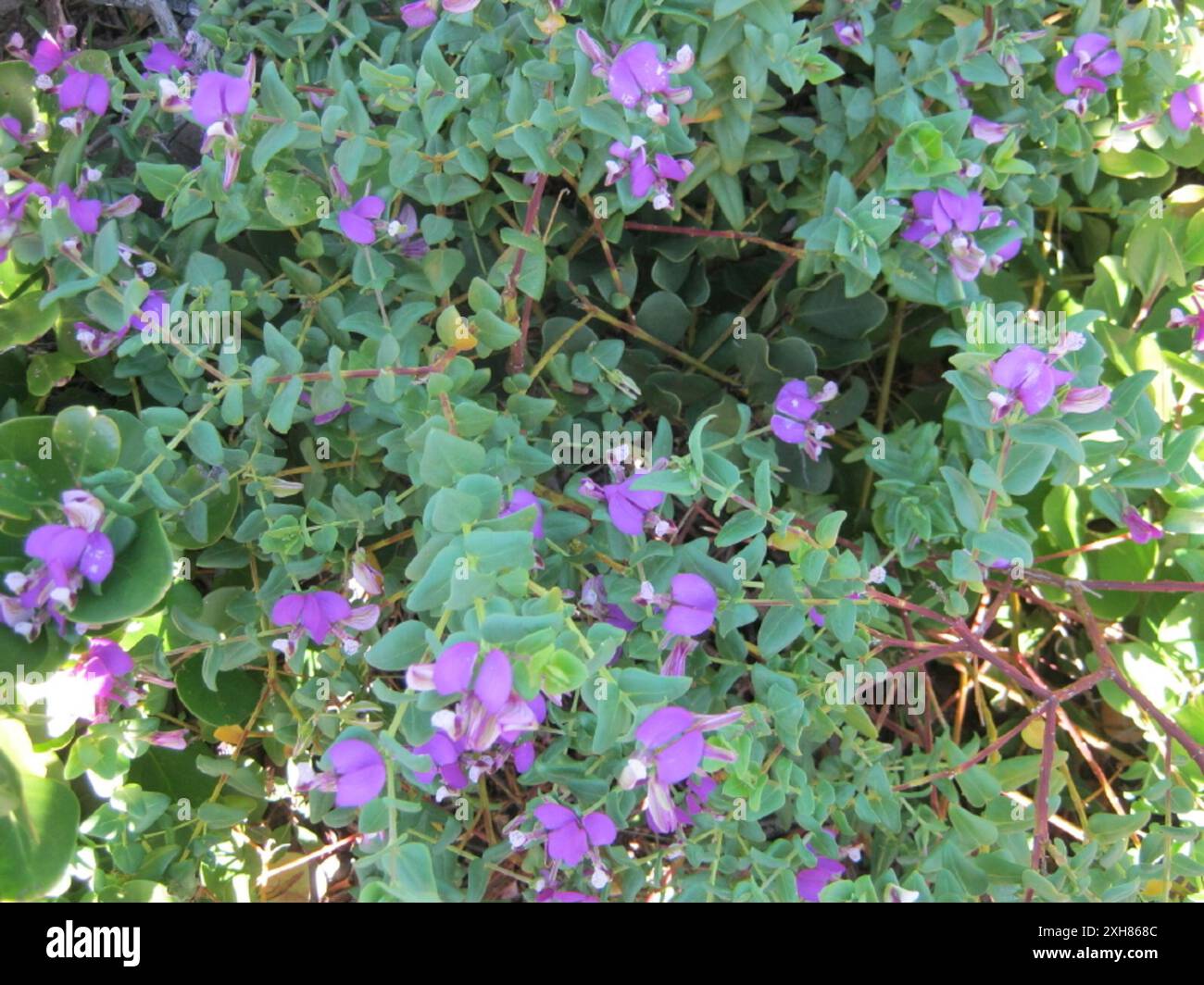 Heartleaf Falsepea (Polygala fruticosa) Kranshoek Stock Photo - Alamy