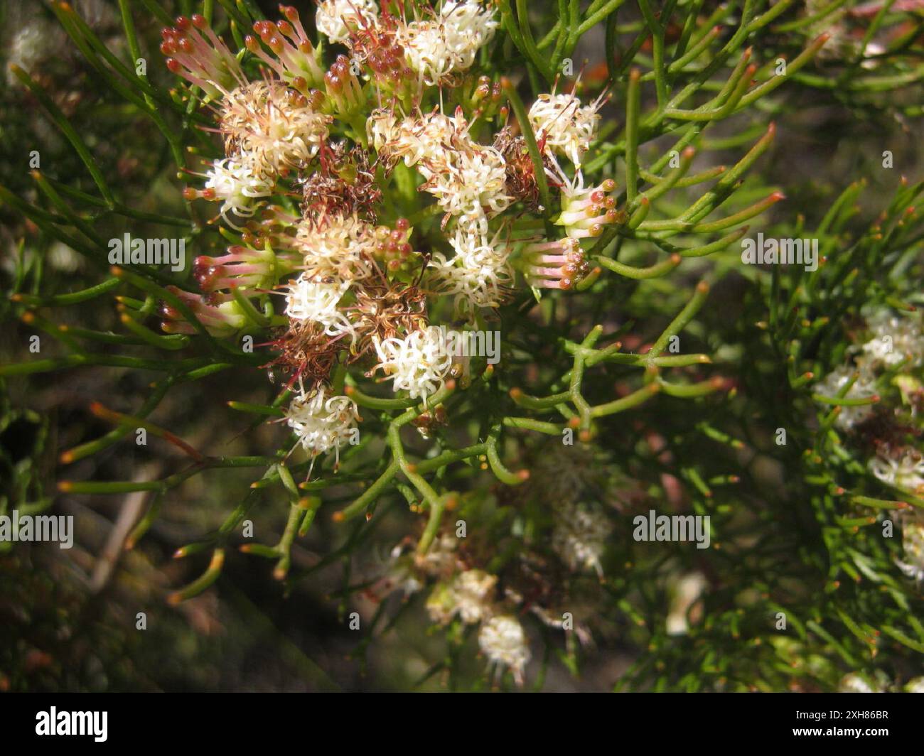 Seru Rixa Common Pin Spiderhead (Serruria fasciflora) Kristalkloof Hut in the ...