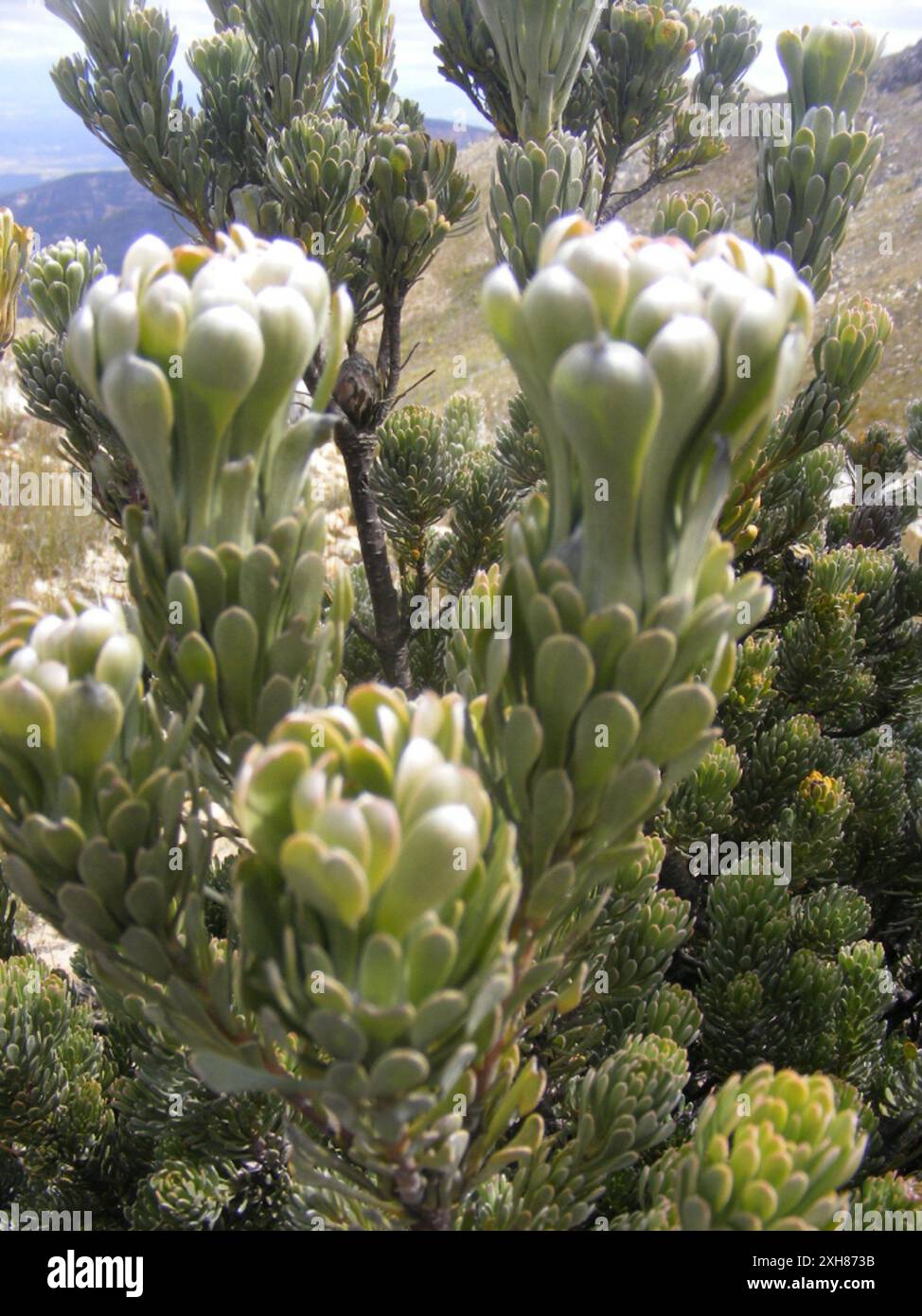Conebushes (Leucadendron) Baileys Peak in the Gamka Nature Reserve Stock Photo