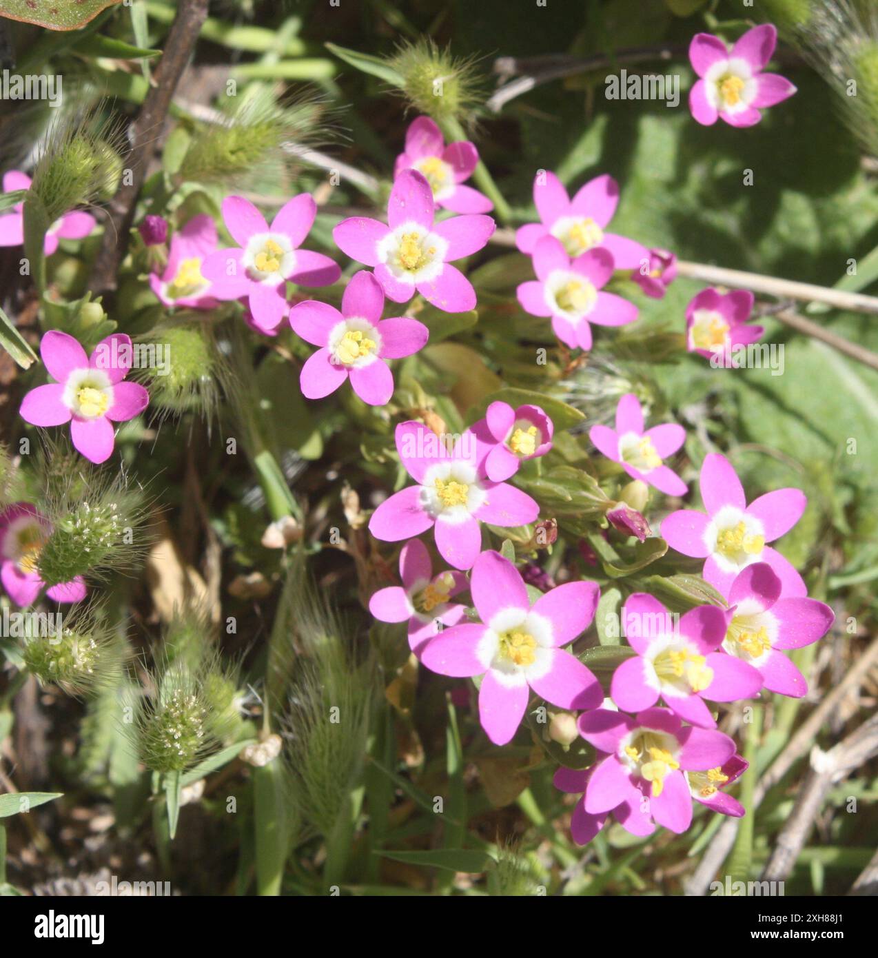 Davy's Centaury (Zeltnera davyi) 13596–13634 Cabrillo Hwy, Pescadero ...