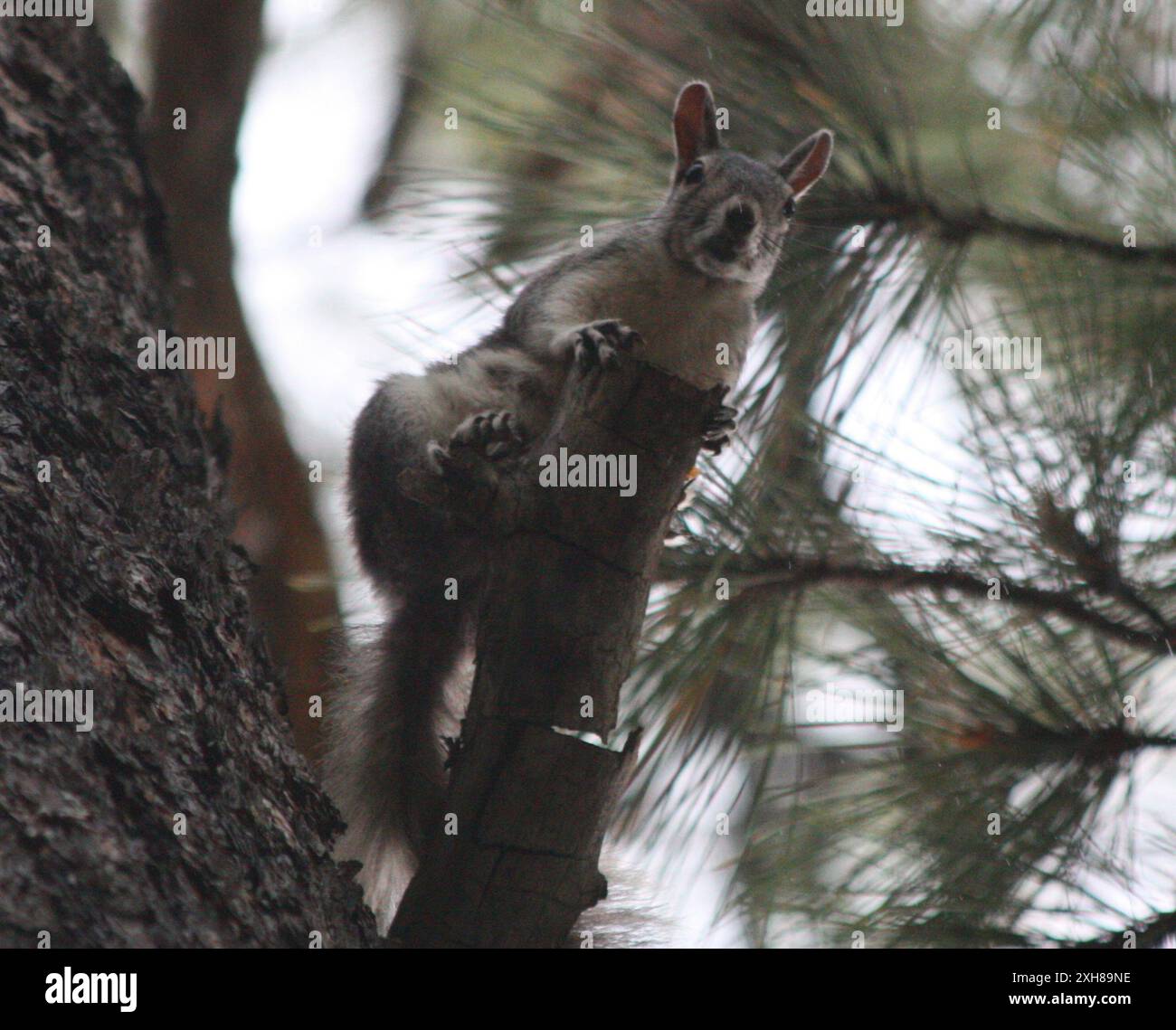 Abert's Squirrel (Sciurus aberti) Flagstaff arboretum Stock Photo