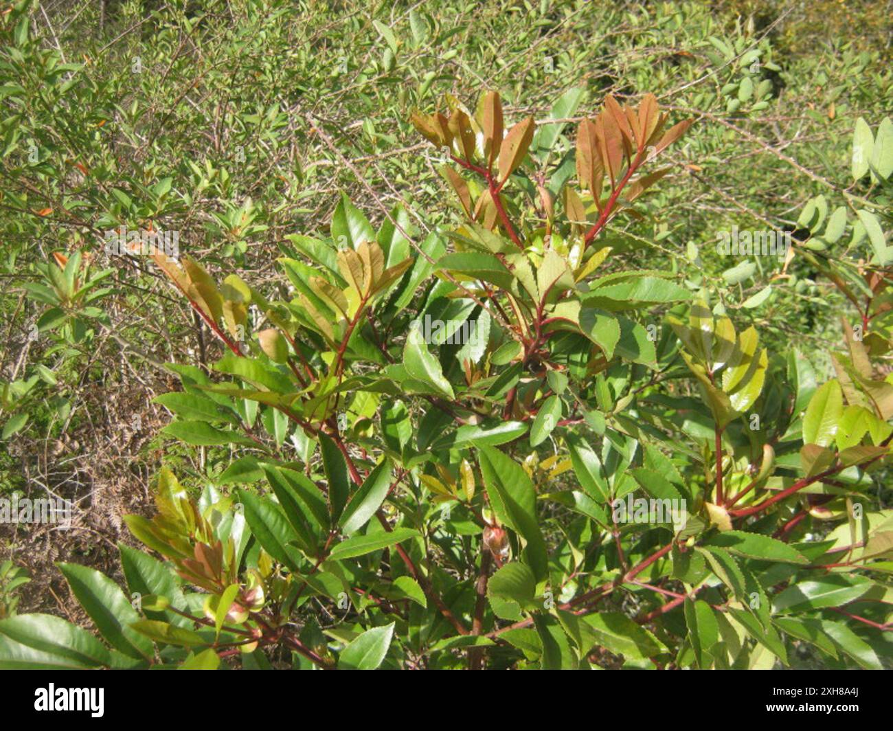 butterspoon tree (Cunonia capensis) Railway line from the top of Montagu Pass in the Outeniquas Stock Photo