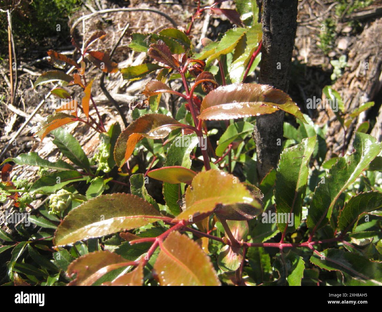 Cunonia capensis hi-res stock photography and images - Alamy