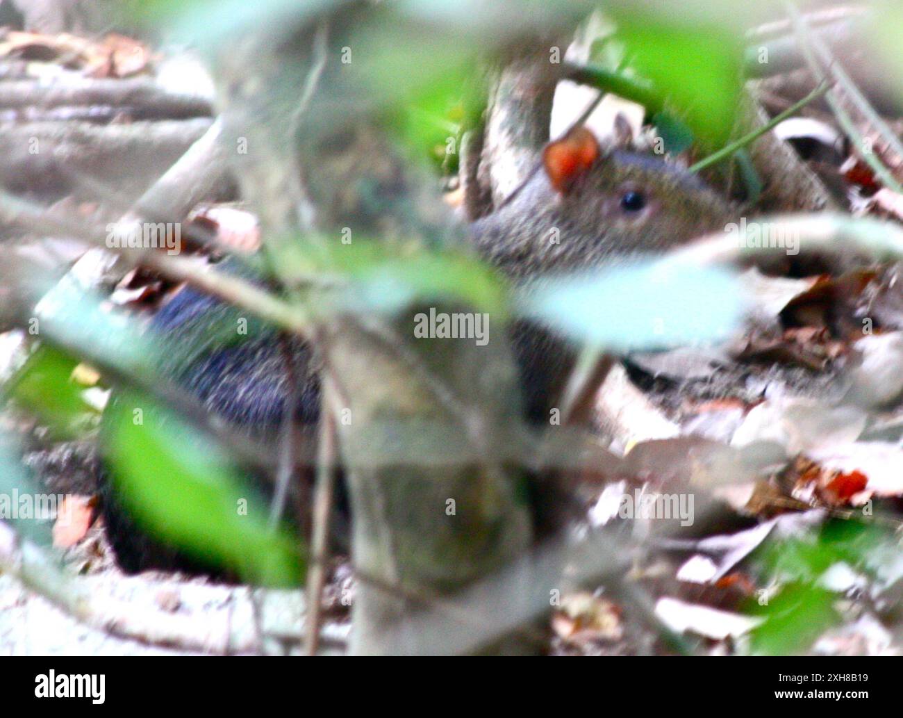 Black Agouti (Dasyprocta fuliginosa) Tayrona Park Stock Photo