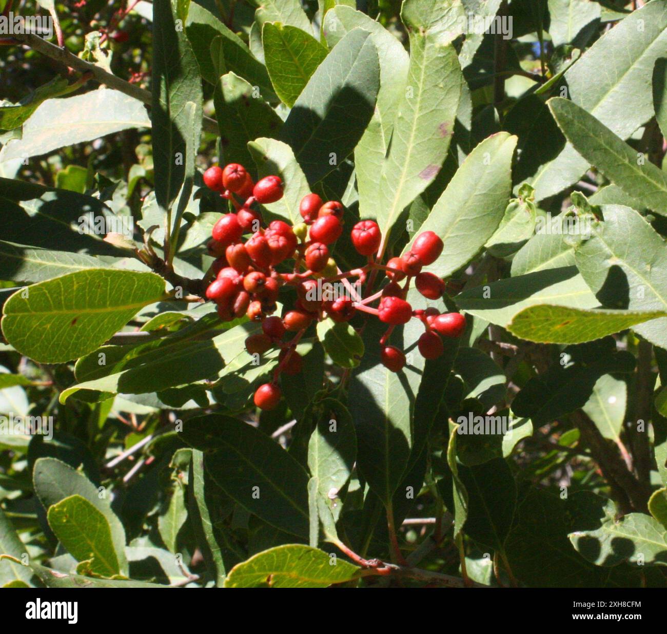 Toyon (Heteromeles arbutifolia) Strawberry canyon berkeley Stock Photo ...