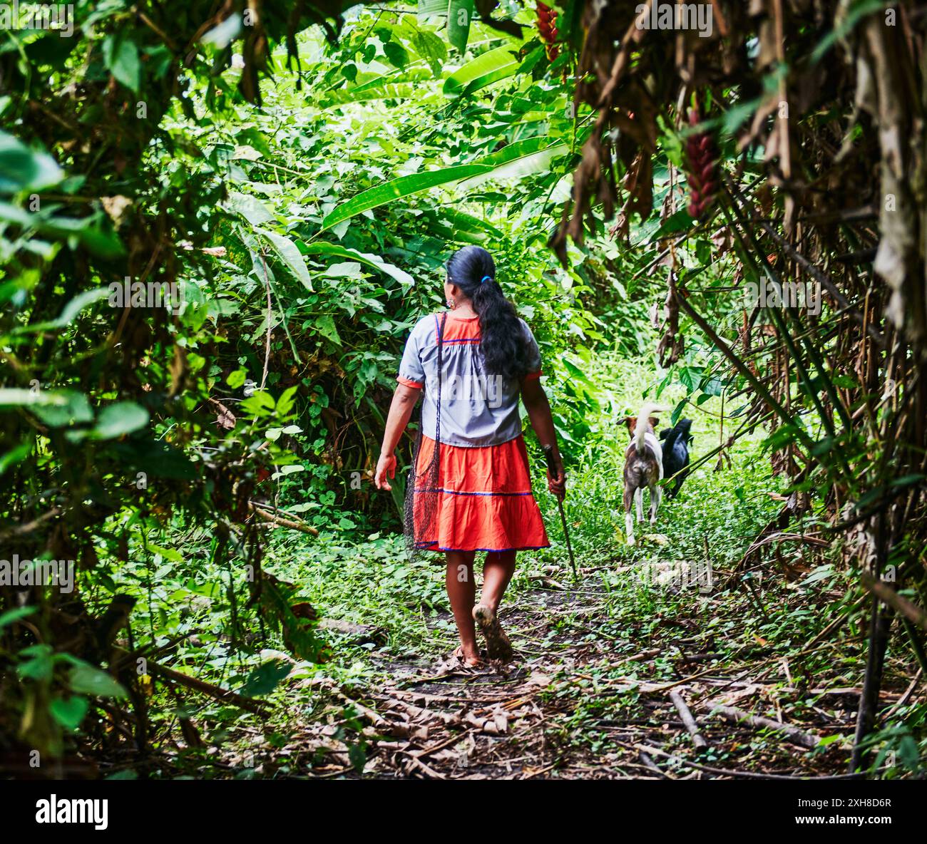 Indigenous woman walking through the forest carrying a large knife to cut down Yucca root  in the Cuyabeno wildlife reserve, Amazon rainforest, Ecuado Stock Photo