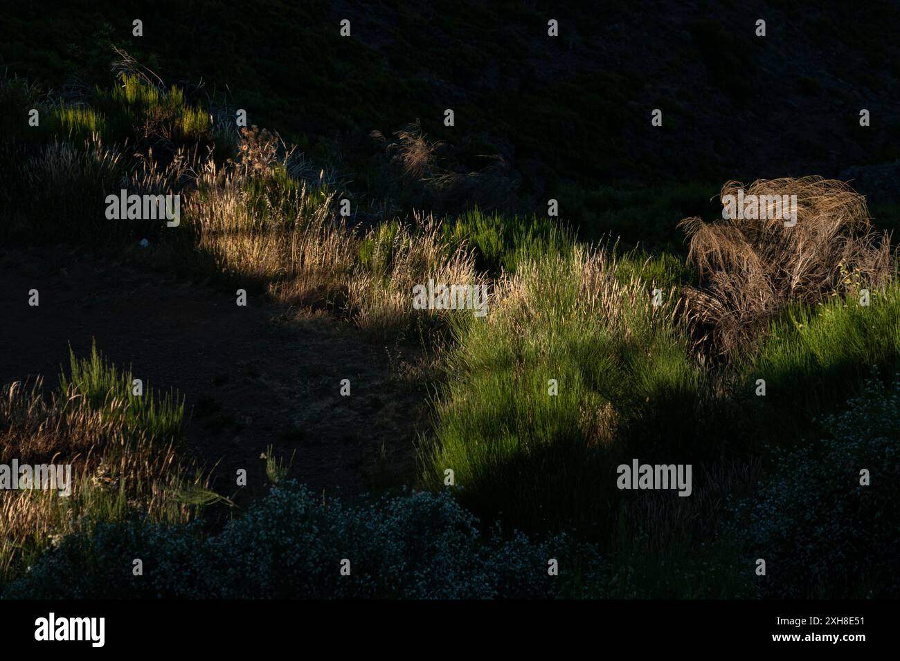 Plants for sun hi-res stock photography and images - Alamy