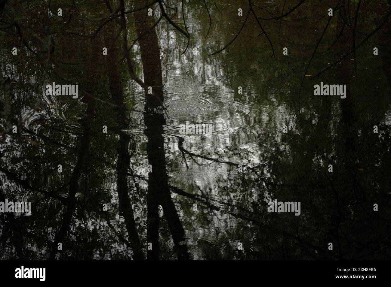 reflection of trees on a lake Stock Photo