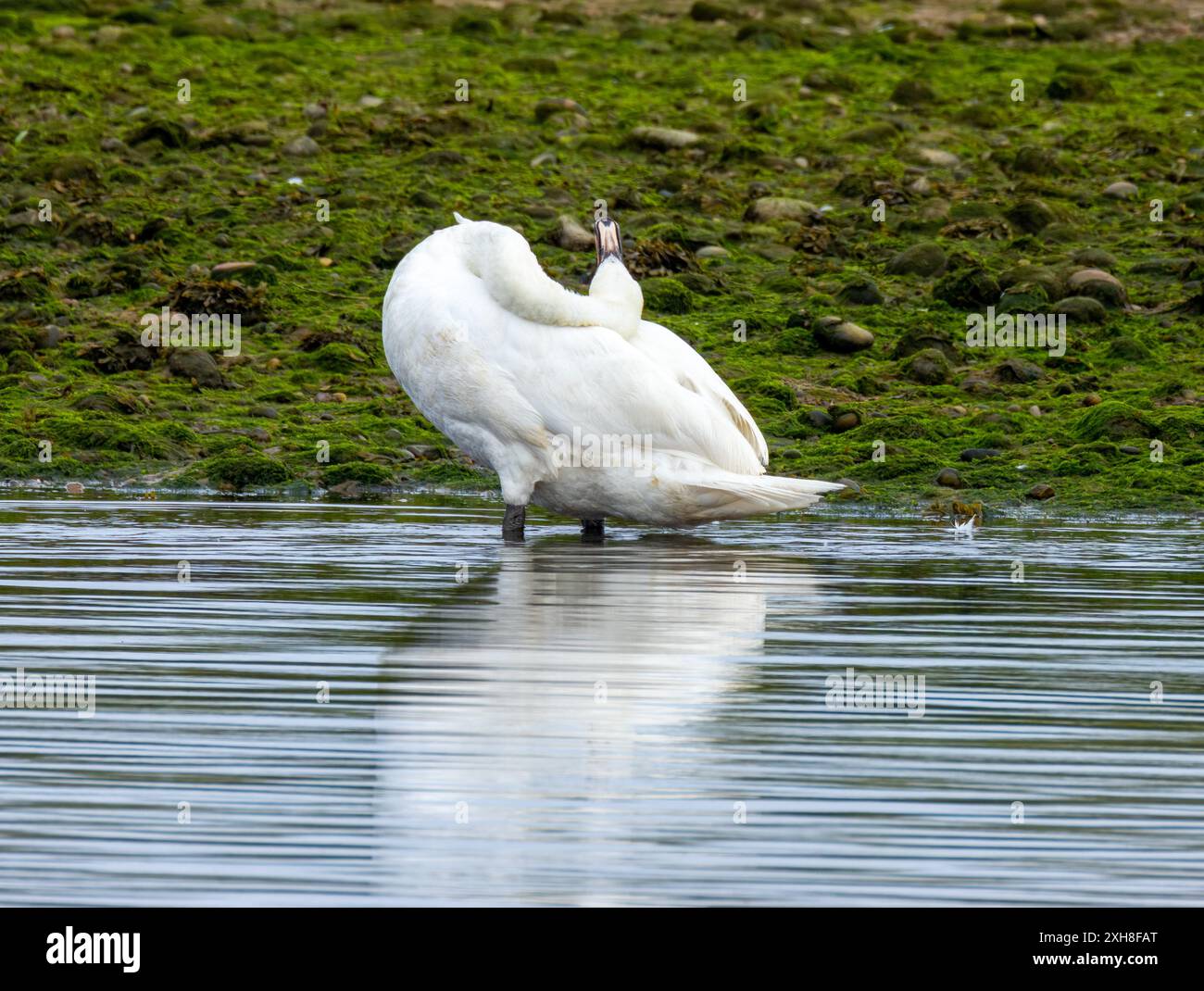 Mute swan preening is feathers at the edge of the river Stock Photo