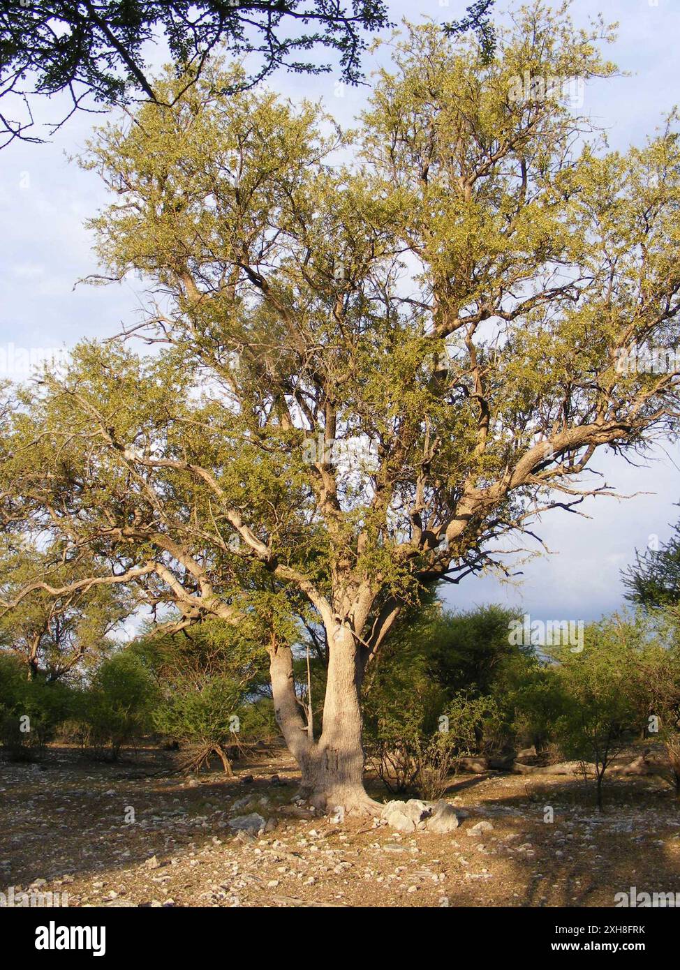 Hardekool Tree Combretum imberbe hi-res stock photography and images - Alamy