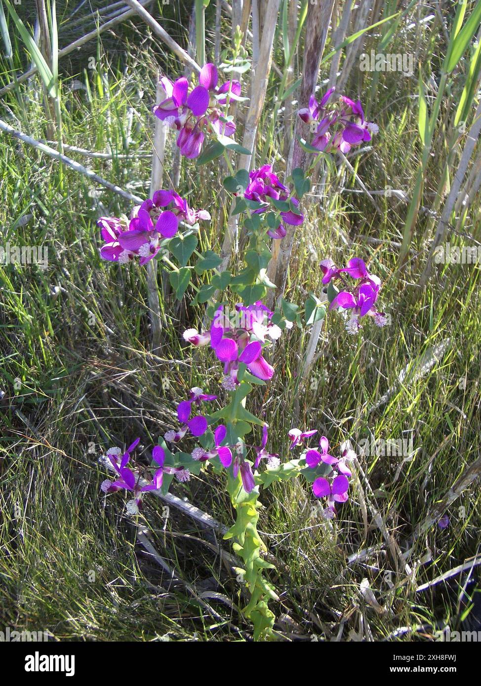 Heartleaf Falsepea (Polygala fruticosa) , Dune Molerat: Dune Molerat on ...