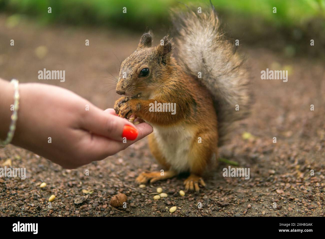 wild squirrel in the park eats from a woman's palm Stock Photo