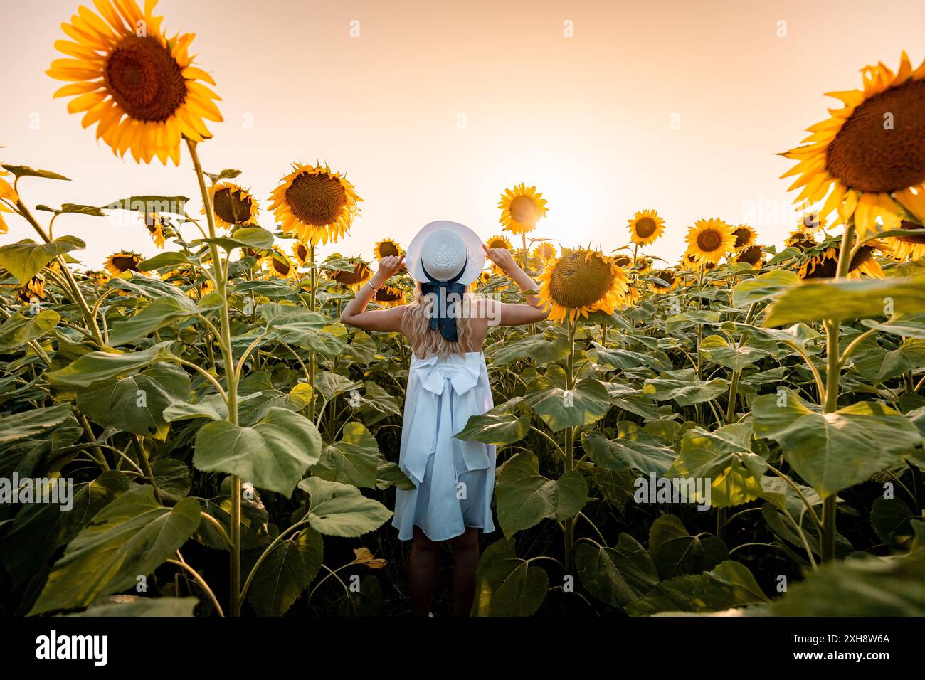 A woman in a white dress and a hat stands among a field of sunflowers ...