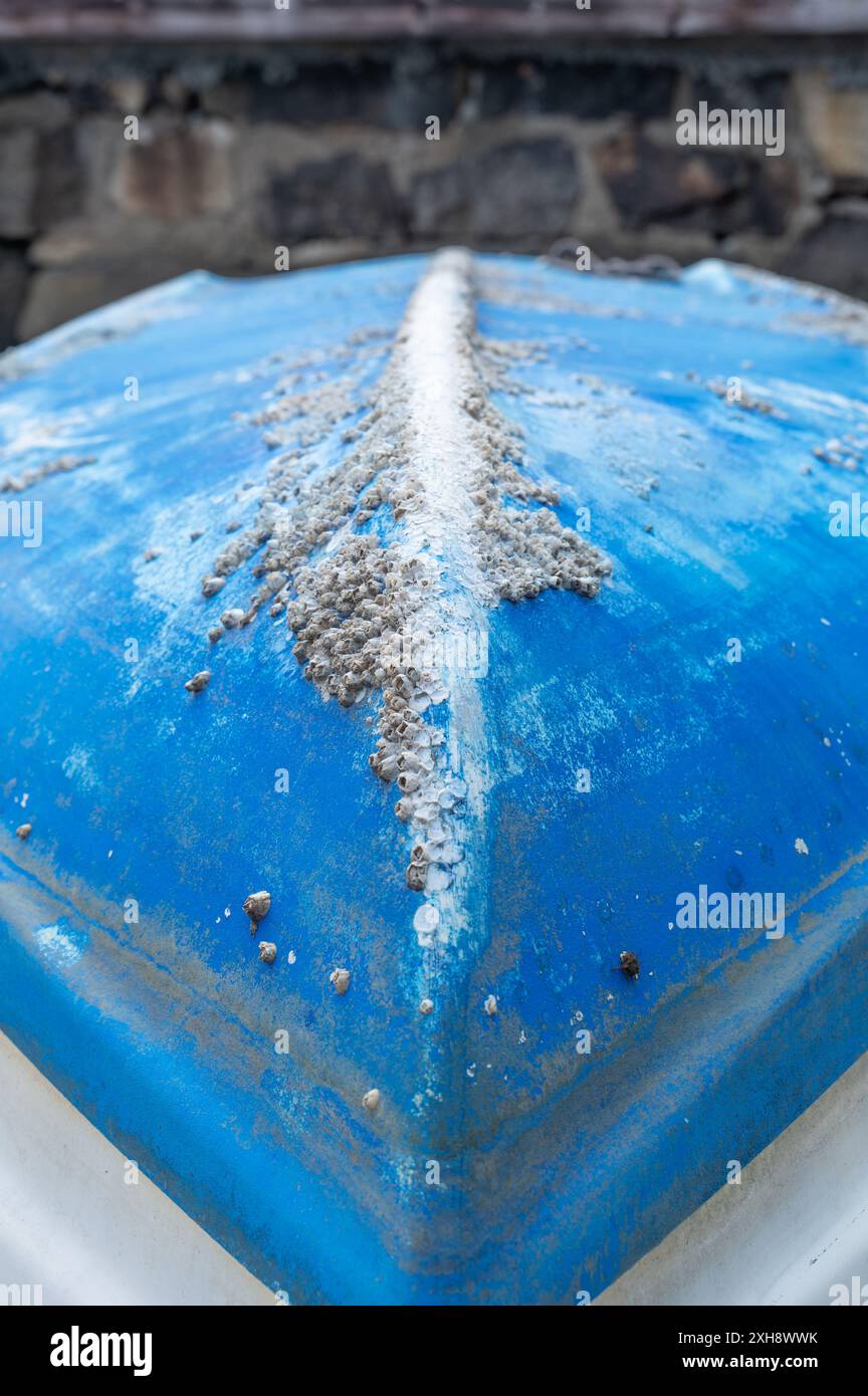 An upended white and blue rowboat with barnacles covering its hull. Stock Photo