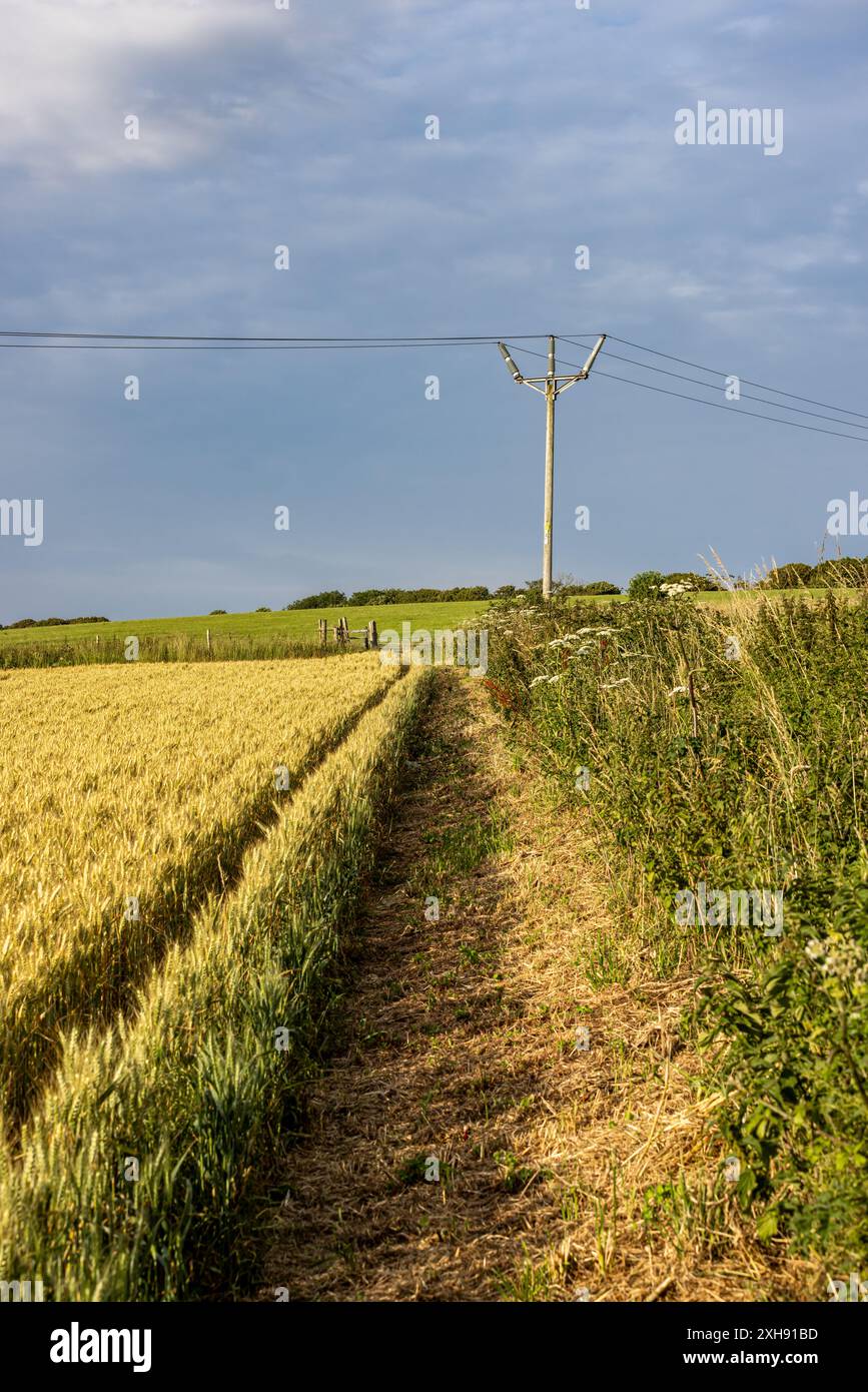 A footpath next to a field of wheat in the South Downs, with a ...