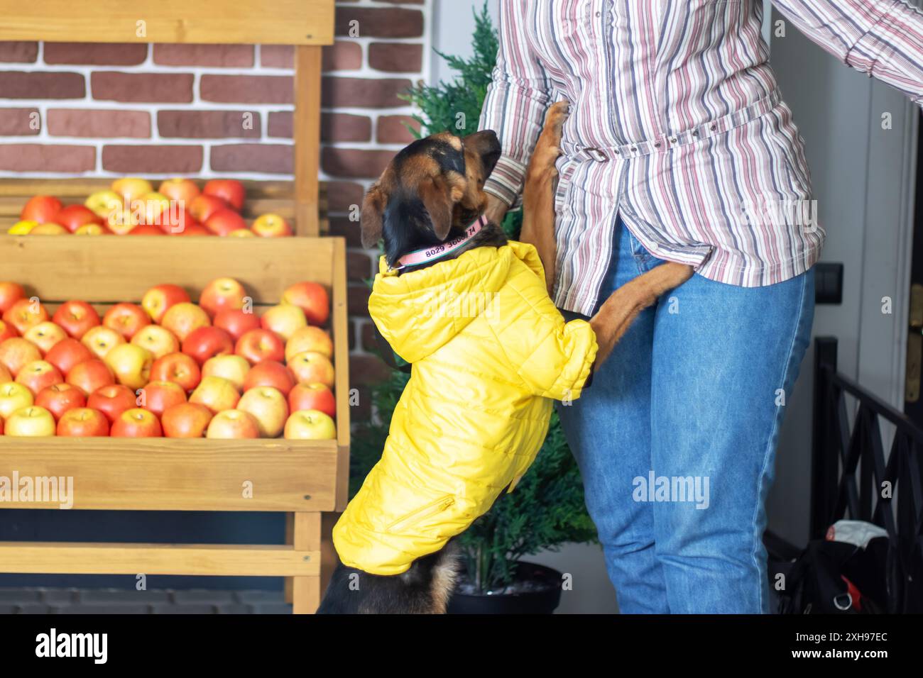 A woman standing next to a dog wearing a yellow jacket Stock Photo - Alamy