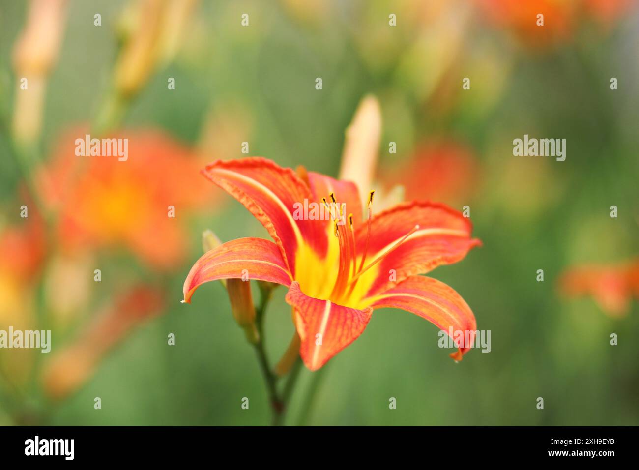 Orange and yellow color hi-res stock photography and images - Alamy