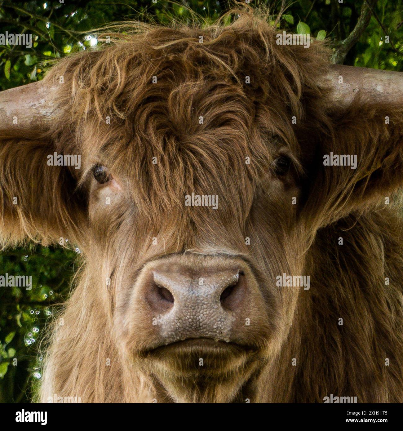 Colready highlands hi-res stock photography and images - Alamy