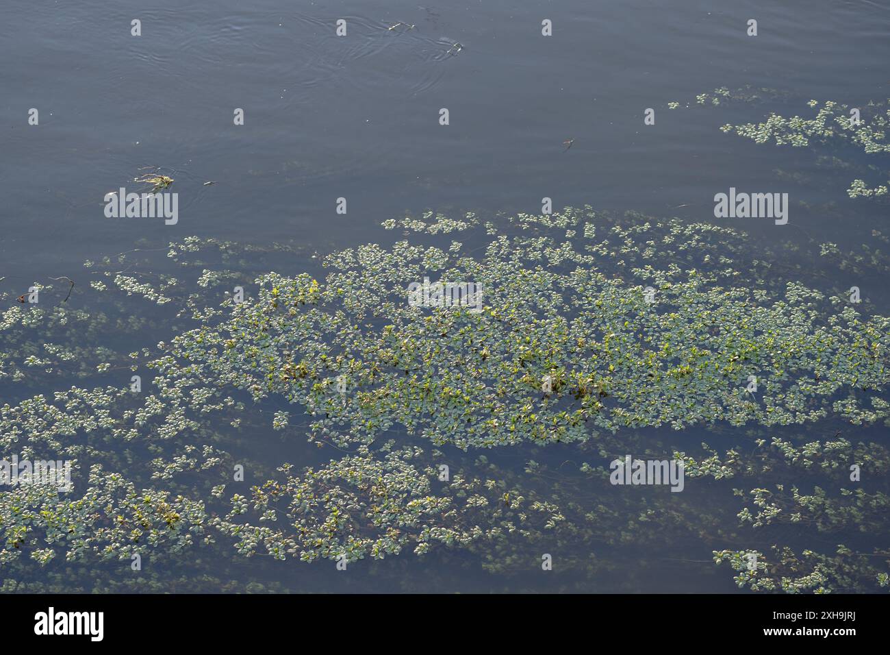 Aquatic plants in sunset hi-res stock photography and images - Alamy